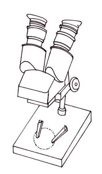 Dissecting microscope diagram - Lizzie Harper