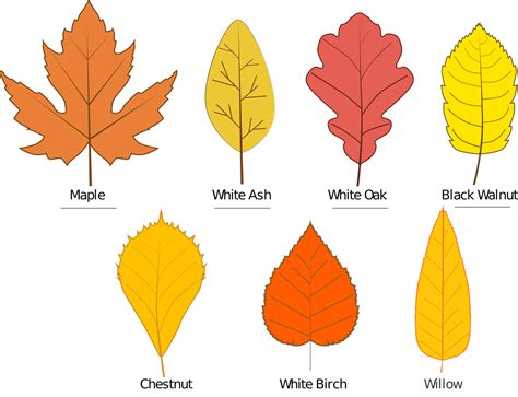 Download Autumn, Leaves, Leave Types. Royalty-Free Vector Graphic - Pixabay