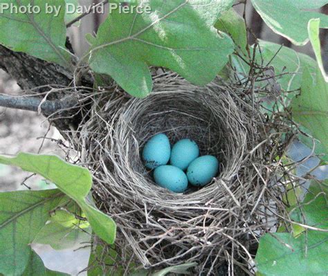 Chipping Sparrow - East Cascades Audubon Society