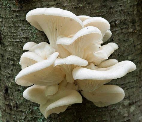 White Oyster Mushroom Log