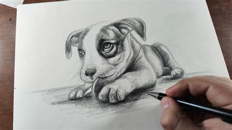 Enmarañarse por qué clérigo dibujo perro lapiz cemento Sembrar tira