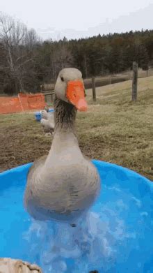 Funny Duck Memes Gif