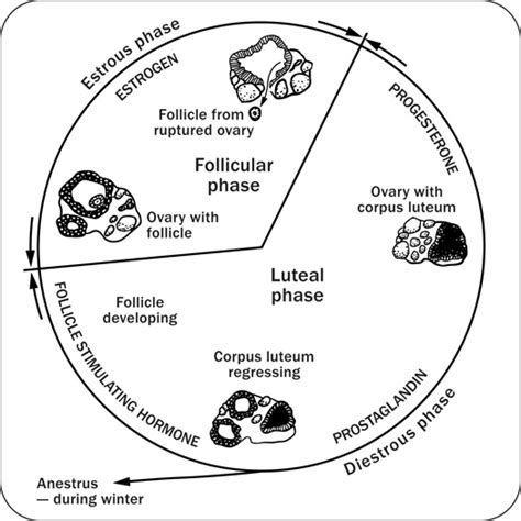 Anatomy, physiology and reproduction in the mare | ontario.ca