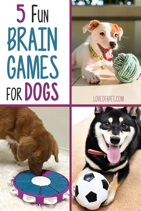 5 Fun Brain Games For Dogs - Love Of A Pet in 2021 | Brain games for ...