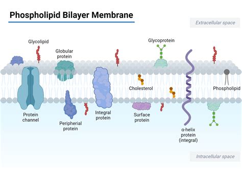 Phospholipid Bilayer- Structure, Types, Properties, Functions