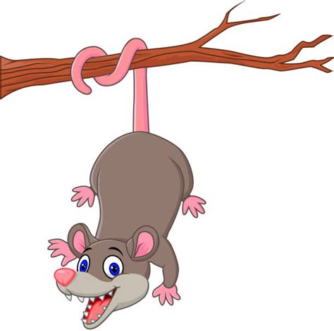 Possums Clipart House