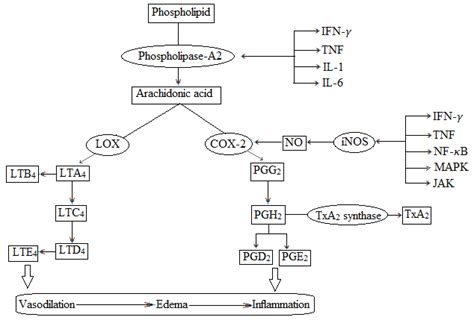 Inflammation pathway. COX [cyclooxygenase]; IL [interleukin]; LT ...