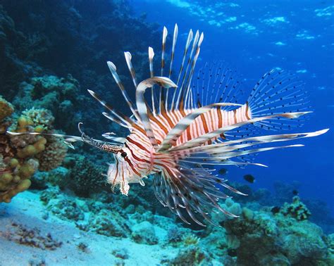 Sub Sea Systems - Our World: Lionfish are on the Menu