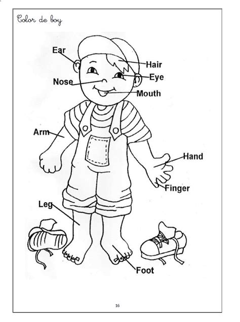 30+ Human Body Parts Coloring Pages | Free Wallpaper