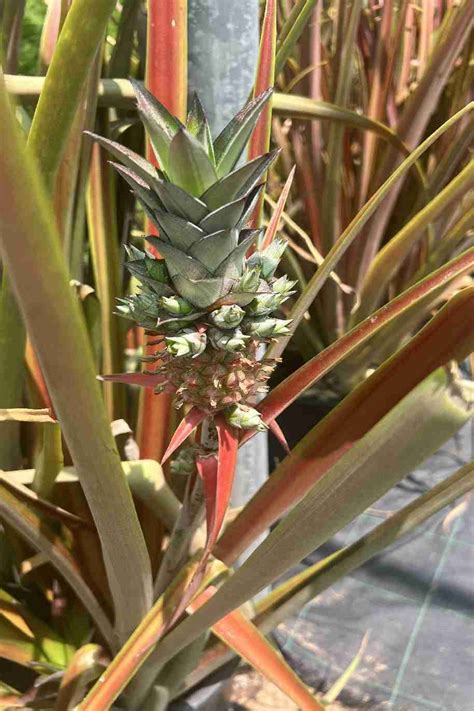 Pineapple Red - Fruiting - Outdoor Plants | Plantshop.me