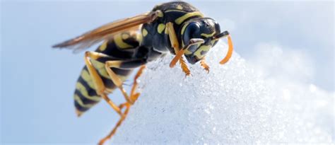 What do insects do in winter?