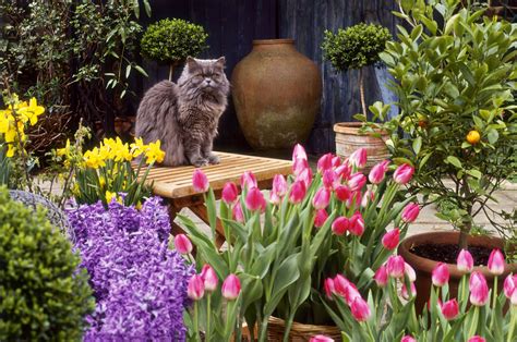 Common Garden Plants That Are Toxic to Cats