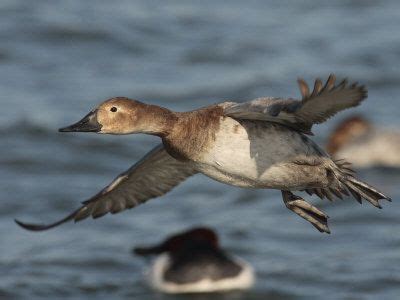 Canvasback Duck Flying over Winter Feeding Habitat on the Choptank ...