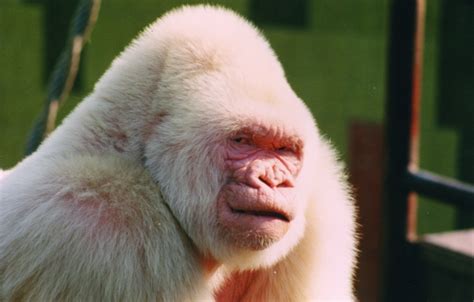 Snowflake the Albino Gorilla Was Inbred | Albino Animals | Live Science