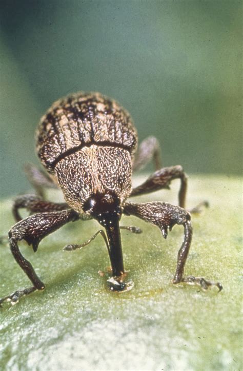 Boll weevils almost eradicated in state | Mississippi State University ...