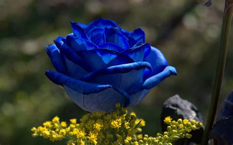 Blue Rose Flowers - Flower HD Wallpapers, Images, PIctures, Tattoos and ...