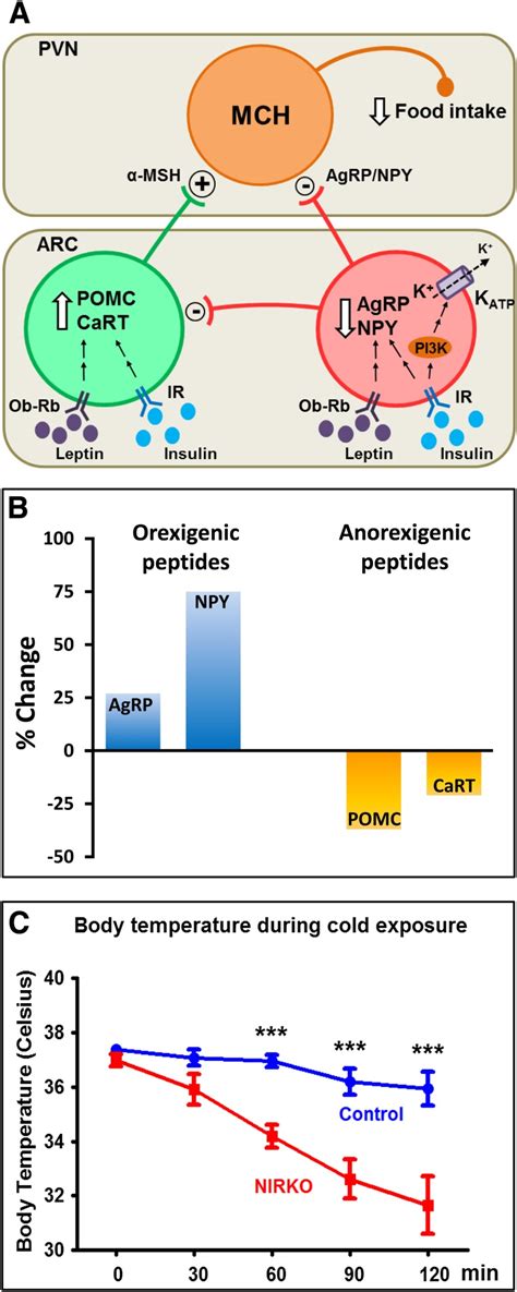 Insulin action in brain regulates systemic metabolism and brain ...