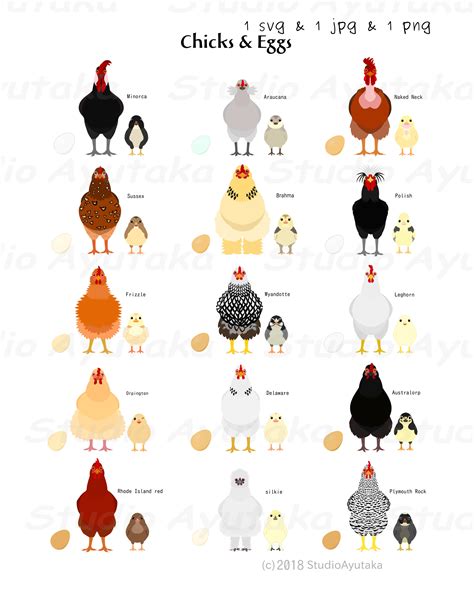 15 Chicks and Eggs by Breeds Svg Png Jpg 1620'' | Etsy