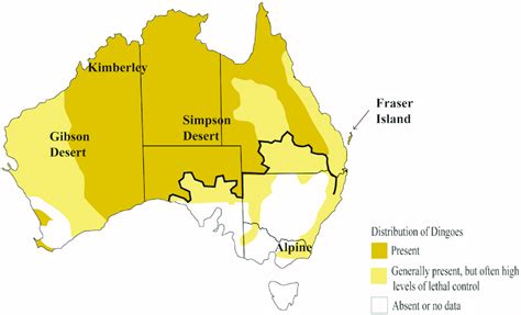 Where Can You Find Dingoes In Australia