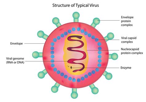 Virus adalah Parasit Terkecil di Dunia, Ini Perbedaannya dengan Bakteri ...