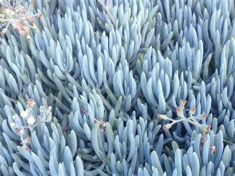 Top 11 Most Beautiful Blue Succulents (With Pictures)- Succulents Network