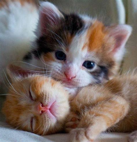 gatti....cuccioli | Kittens cutest, Cute cats and kittens, Baby cats