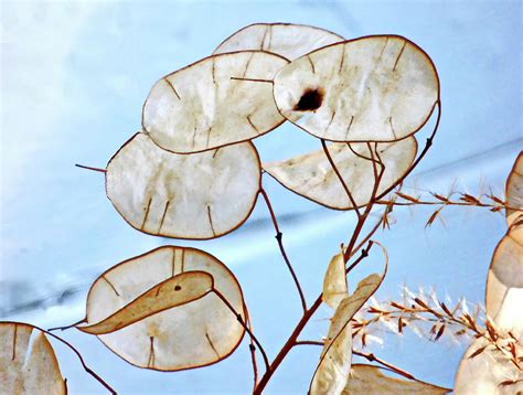 Lunaria Plant Photograph by Lyuba Filatova - Fine Art America