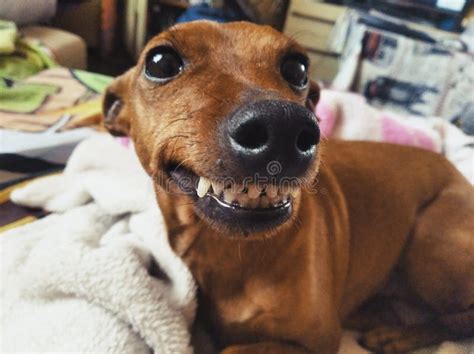 Smiling Dog with Teeth. Funny Dog Face Stock Photo - Image of smiling ...