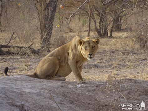 Lion Wildlife Benin | AfricaHunting.com