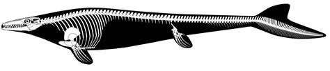 Mosasaurus hoffmannii skeletal reconstruction by CrownCrocopoda on ...