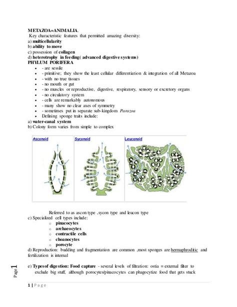 Metazoa