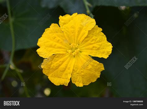 Luffa Flower, Luffa Sp Image & Photo (Free Trial) | Bigstock