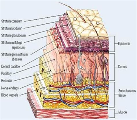 Pin on Genetics and Dermatology