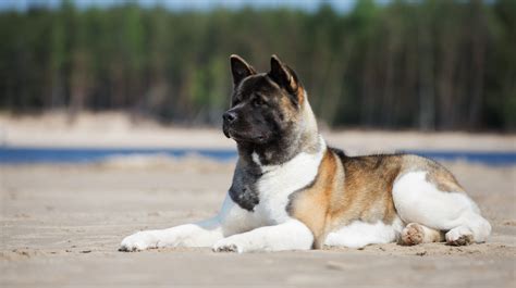 The Akita Breed Guide: Personality, History, Training, Food, And More ...