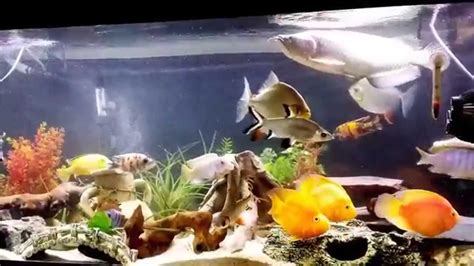 Red Parrot Fish Tank Mates - YouTube