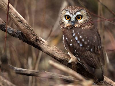 Northern Saw whet Owl Facts - Northern Saw Whet Owl Habitat & Diet