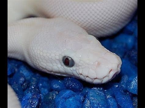 ball python morphs - Archives - CB Reptile | Geckos for sale ...