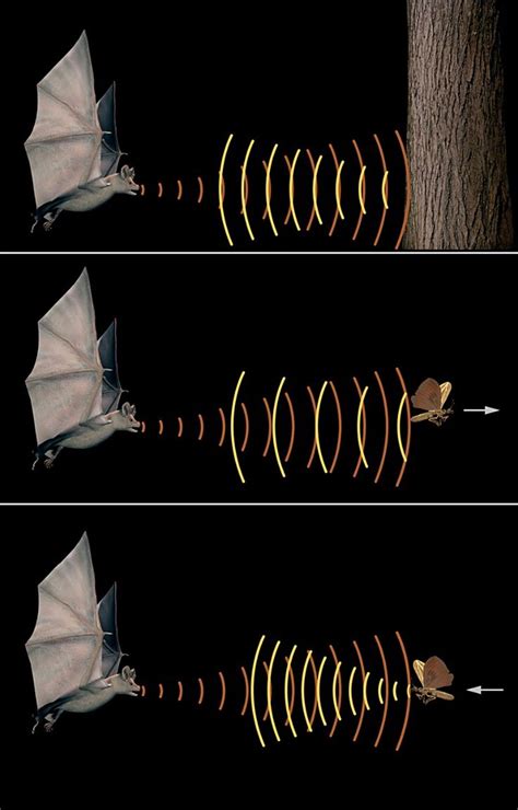 Emission et réception des ondes :: L'écholocation et la chauve-souris ...