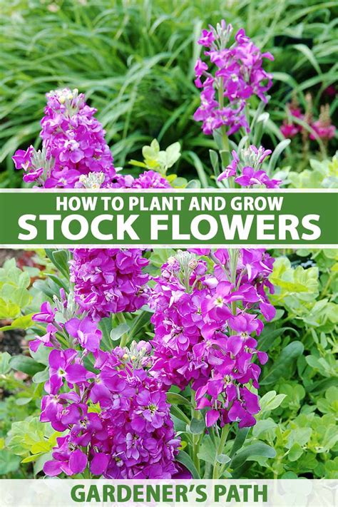 How to Grow and Care for Stock Flowers (Matthiola incana)