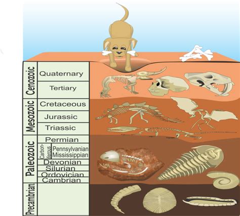 How to Get Your Students Flipping Over Fossils! - Science and STEAM Team