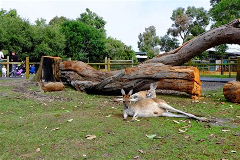 Daddy ceg's Diary: Perth Self Drive - Day 2 Caversham Wildlife Park ...