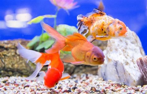 22 Best Goldfish Tank Mates & Fish Companions (Check Now)