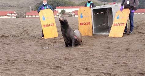 Injured Sea Lion Makes 'Miraculous Recovery' From Shark Bite, Returns ...