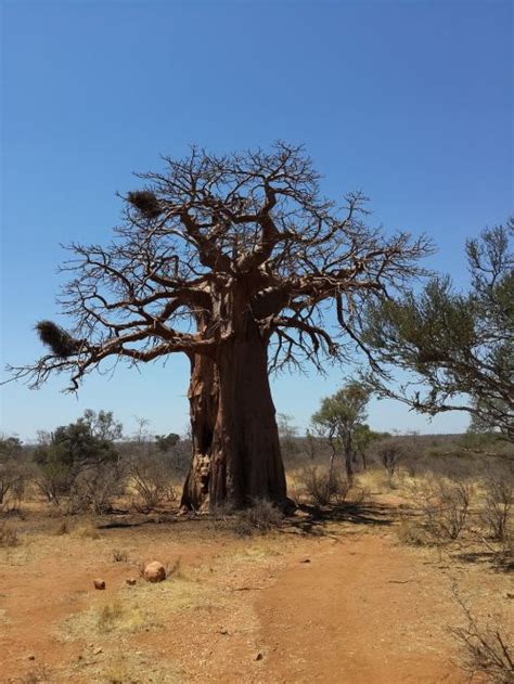 Baobab,tree,perth,australia,botanic - free image from needpix.com