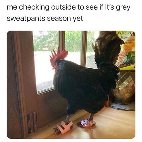 Me checking outside to see if it's grey sweatpants season yet. - Funny