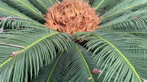 Harvesting Sago palm seeds in Central Texas - YouTube