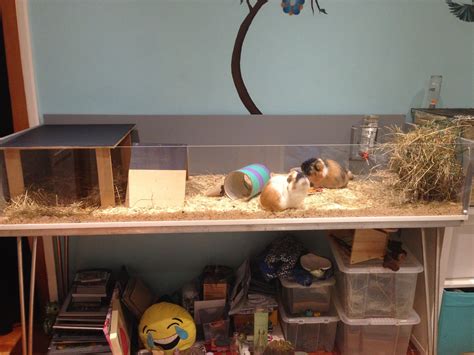 A diy wooden guinea pig cage I made with my dad. This is way cheaper ...