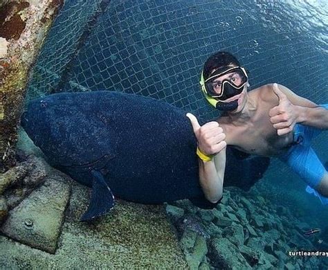 The Curacao Sea Aquarium Park in Curacao, Lesser Antilles, West Indies ...