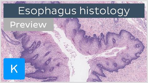 Esophagus Histology Diagram