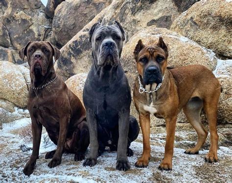 Cane Corso Colors: The Standard & Rarest Coat Colors - K9 Web